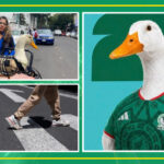 LA INCREÍBLE HISTORIA DE PATO MERLÍN, AMULETO OFICIAL DE LA SELECCIÓN