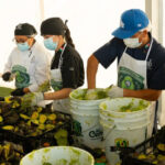 LOGRA JALISCO GUINNESS CON EL GUACAMOLE MÁS GRANDE DEL MUNDO
