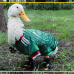 ROBO Y EXPLOTACIÓN LEGAL: EL PATO MERLÍN PIERDE SUS ZAPATITOS Y SU IMAGEN