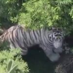 SUMA TIGRE YA 60 HORAS EN LIBERTAD