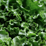 ESTUDIO EPIDEMIOLÓGICO DE LECHUGA REALIZADO POR LA SSA EN EU