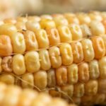 UTILIZAN SOBORNOS EN DÓLARES PARA IMPORTAR GRANOS