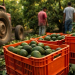 MÉXICO LOGRA QUE LA UE DESBLOQUEE 9 MIL TONS. DE AGUACATE