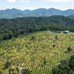 RECIBE MÉXICO PAGO POR REDUCIR DEFORESTACIÓN